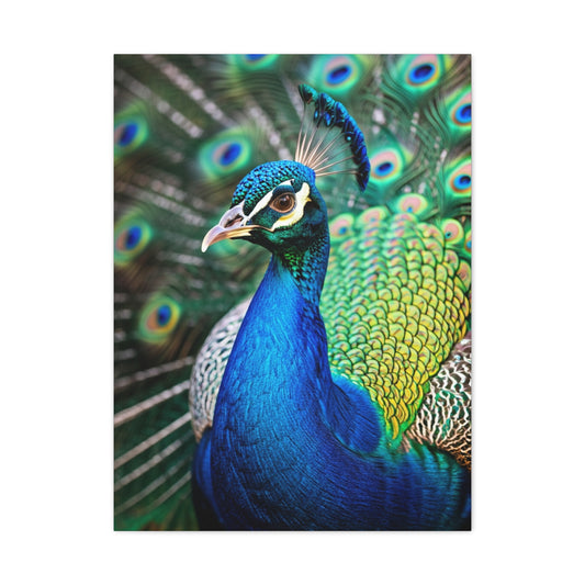 Vibrant Peacock Portrait Wall Art & Canvas Prints