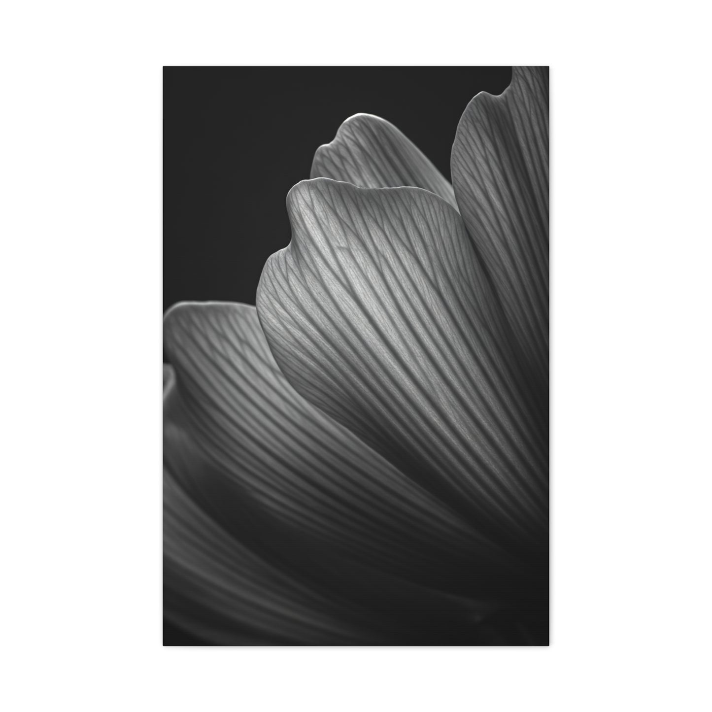 Sculpted Daffodil Bloom Study Wall Art & Canvas Prints