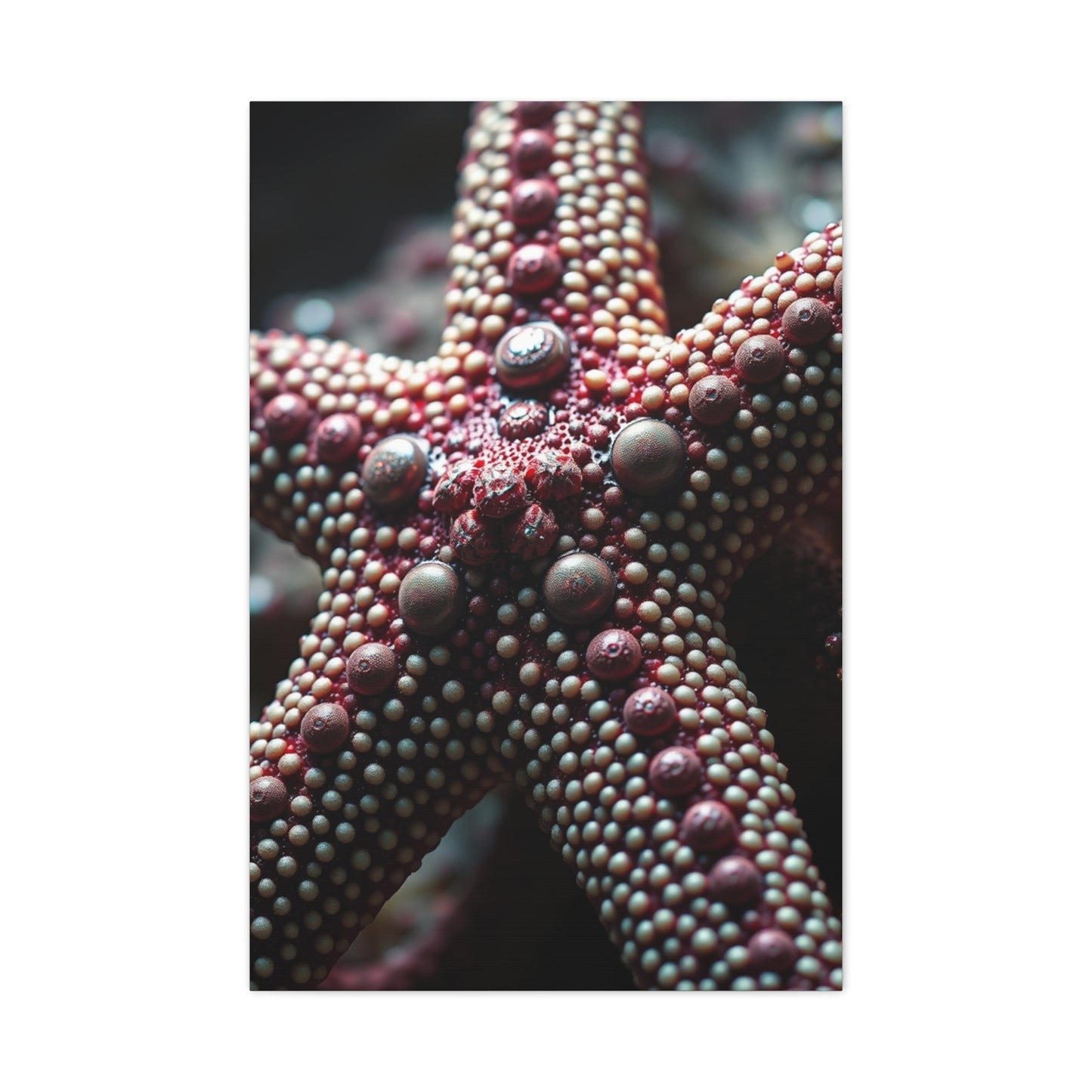 Starfish Art Luxury Canvas Wall Art & Canvas Print
