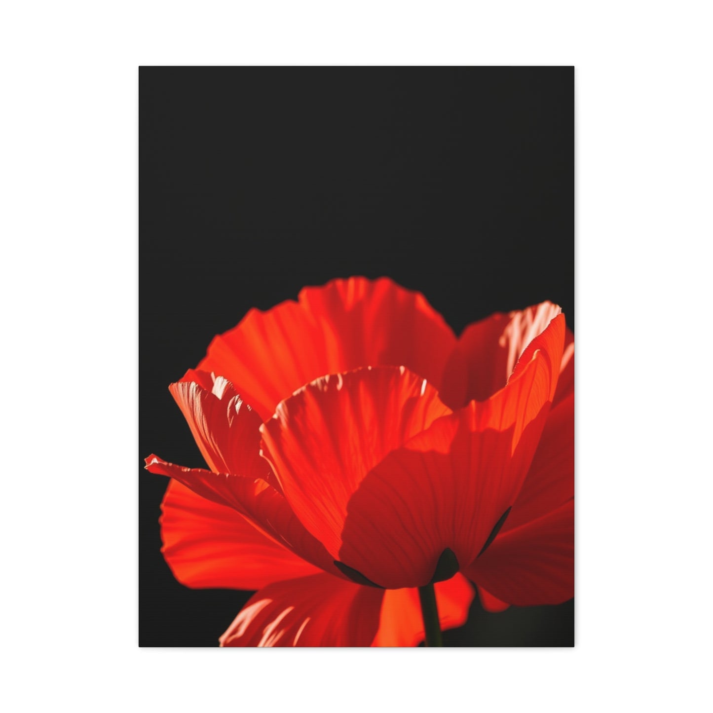Supreme Poppy Flower Art Collection Wall Art & Canvas Print