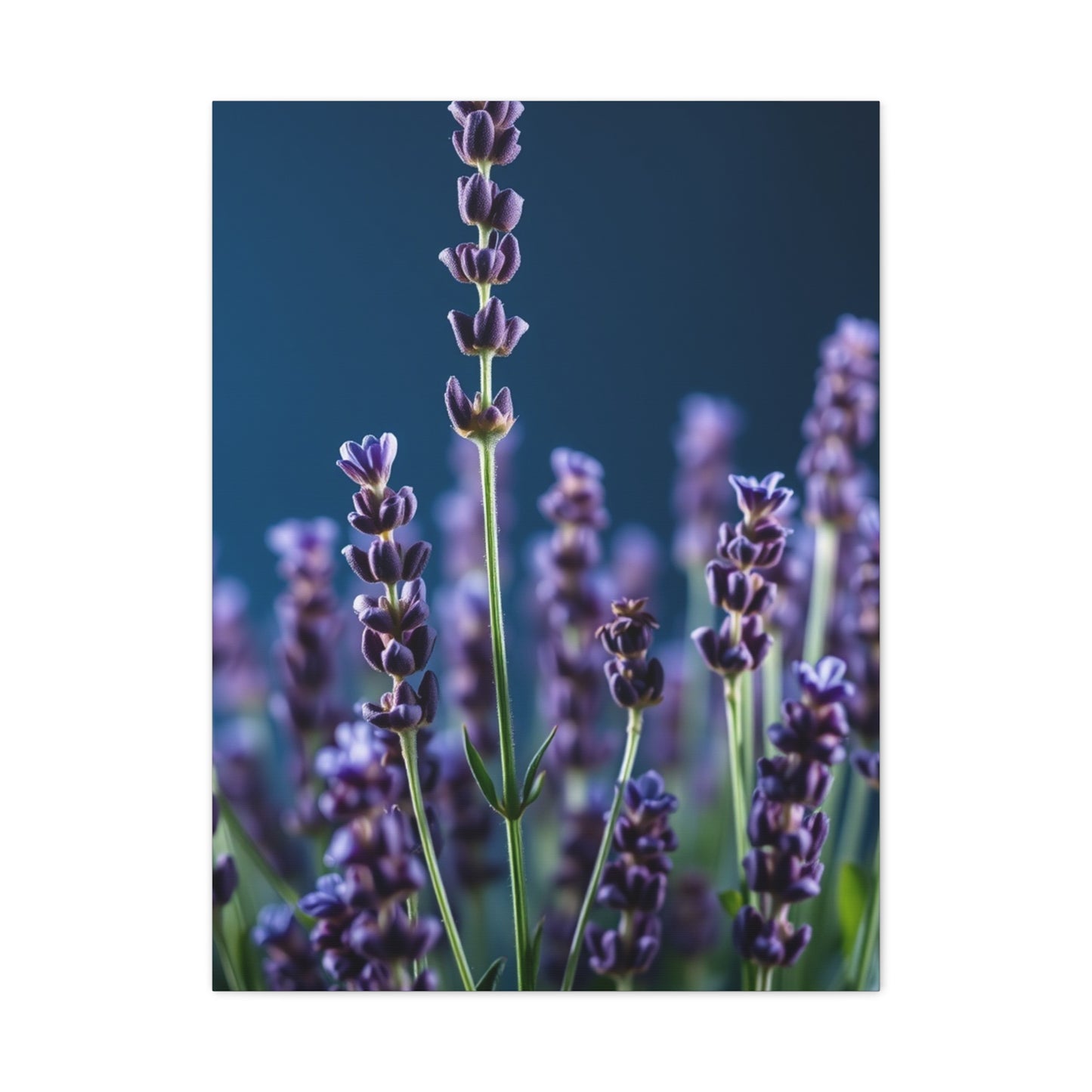 Lavender Herb Art Refined Canvas Wall Art & Canvas Print