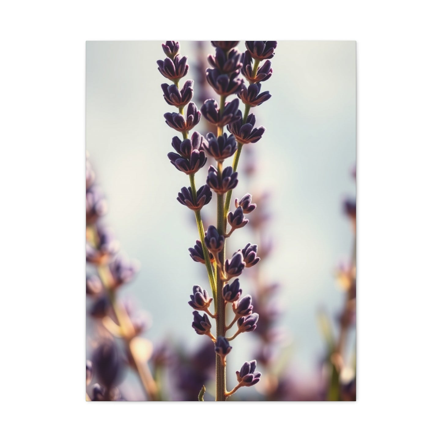 Lavender Herb Art Luxury Canvas Wall Art & Canvas Print