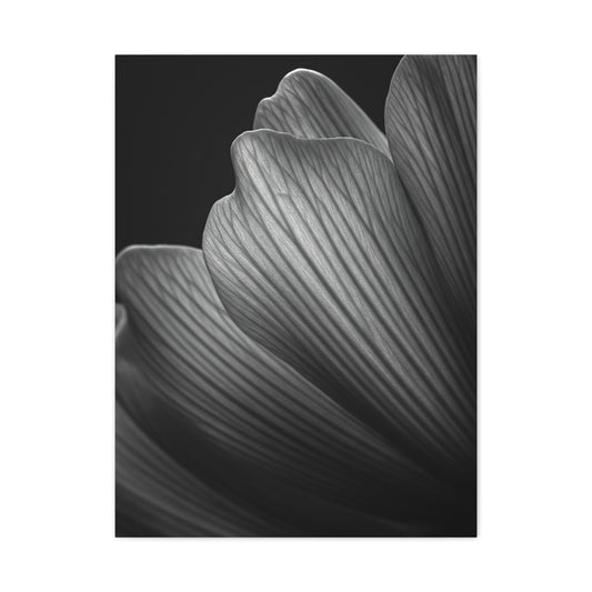 Sculpted Daffodil Bloom Study Wall Art & Canvas Prints
