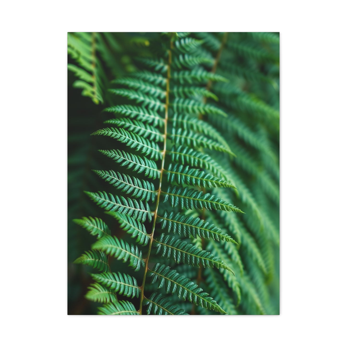 Elite Fern Art Vision Wall Art & Canvas Print