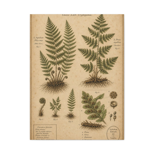 Antique Fern Herbarium Plate Wall Art & Canvas Print